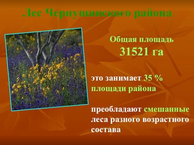 Лес Чернушинского района Общая площадь 31521 га это занимает 35 % площади