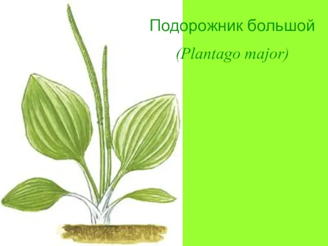 Подорожник большой (Plantago major)