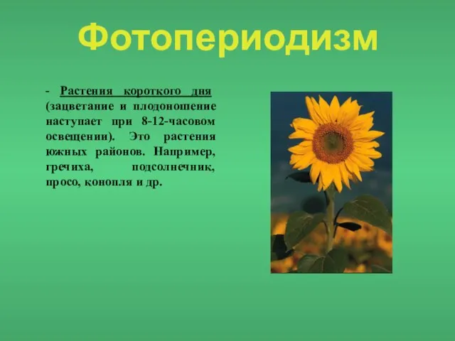 Фотопериодизм - Растения короткого дня (зацветание и плодоношение наступает при 8-12-часовом освещении).