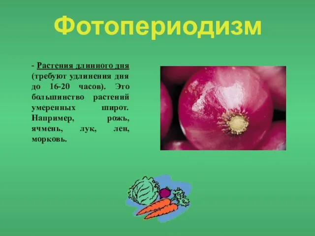 Фотопериодизм - Растения длинного дня (требуют удлинения дня до 16-20 часов). Это