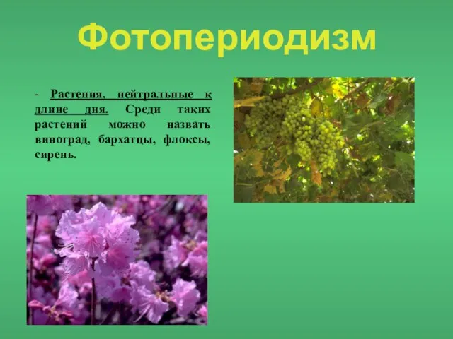 Фотопериодизм - Растения, нейтральные к длине дня. Среди таких растений можно назвать виноград, бархатцы, флоксы, сирень.
