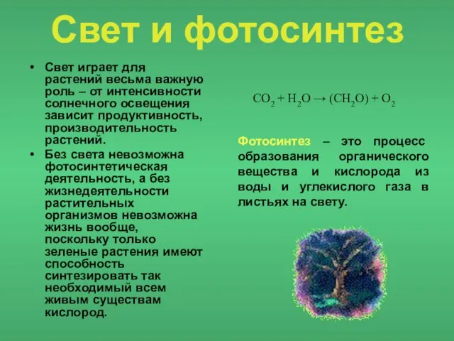 Свет и фотосинтез Свет играет для растений весьма важную роль – от