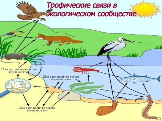 Трофические связи в экологическом сообществе