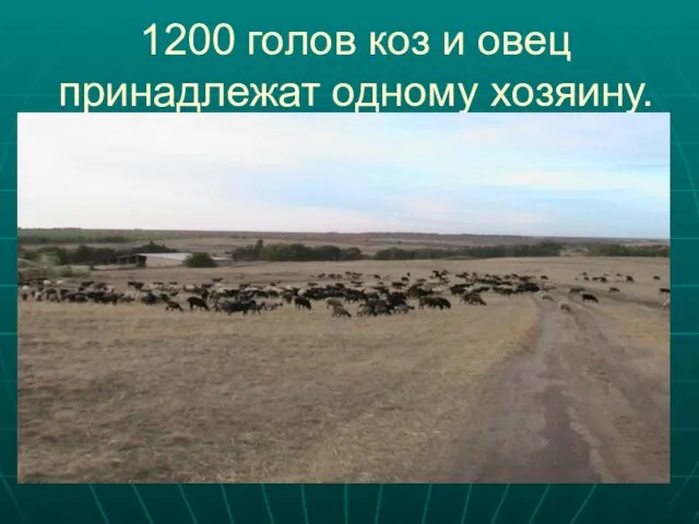 1200 голов коз и овец принадлежат одному хозяину.