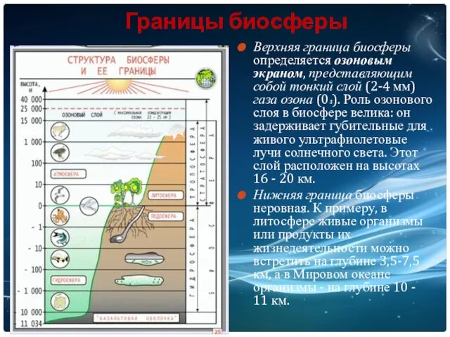 Границы биосферы Верхняя граница биосферы определяется озоновым экраном, представляющим собой тонкий слой