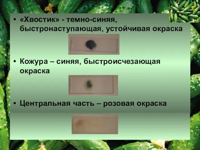 «Хвостик» - темно-синяя, быстронаступающая, устойчивая окраска Кожура – синяя, быстроисчезающая окраска Центральная часть – розовая окраска