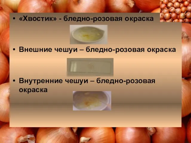 «Хвостик» - бледно-розовая окраска Внешние чешуи – бледно-розовая окраска Внутренние чешуи – бледно-розовая окраска