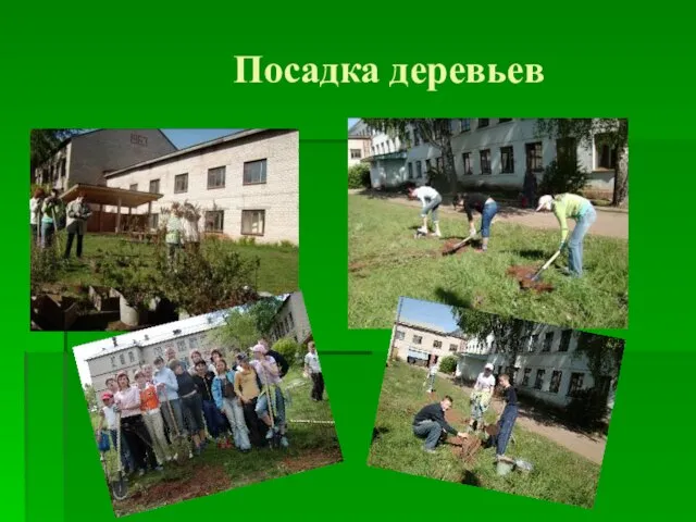 Посадка деревьев