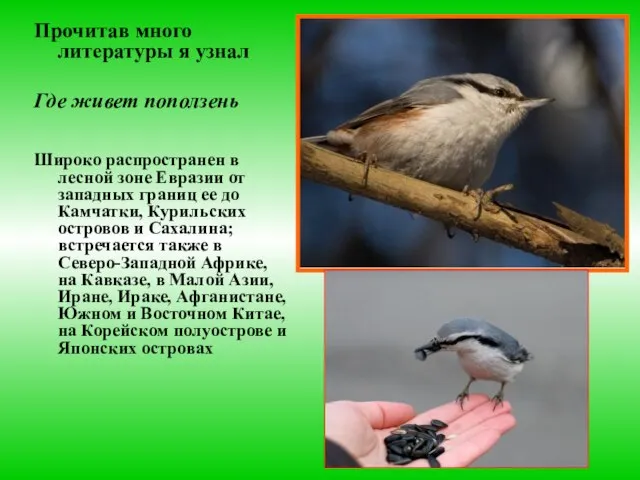 Прочитав много литературы я узнал Где живет поползень Широко распространен в лесной