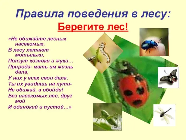 Правила поведения в лесу: Берегите лес! «Не обижайте лесных насекомых, В лесу