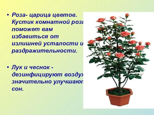 Роза- царица цветов. Кустик комнатной розы поможет вам избавиться от излишней усталости