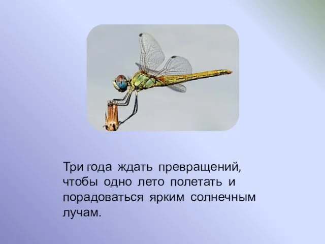 Три года ждать превращений, чтобы одно лето полетать и порадоваться ярким солнечным лучам.