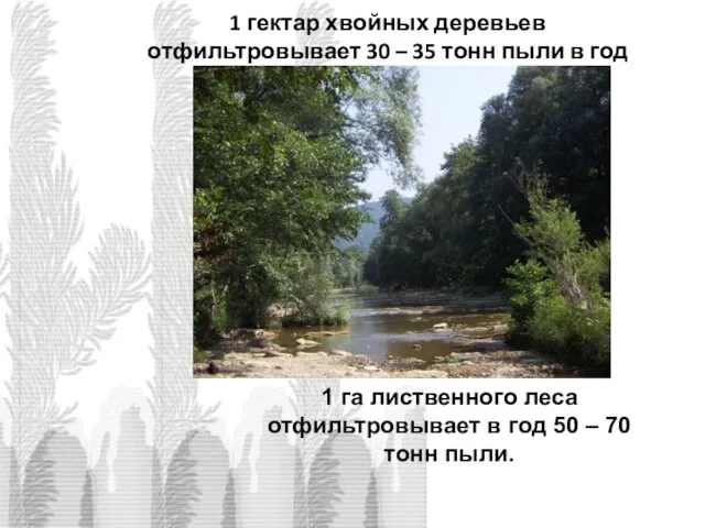 1 гектар хвойных деревьев отфильтровывает 30 – 35 тонн пыли в год