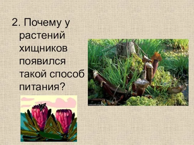 2. Почему у растений хищников появился такой способ питания?