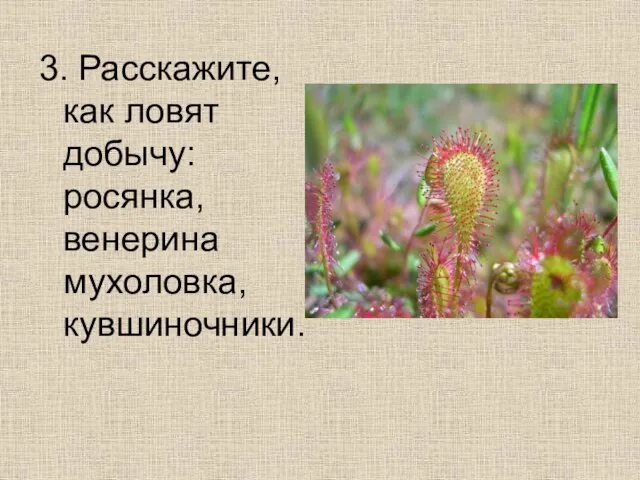 3. Расскажите, как ловят добычу: росянка, венерина мухоловка, кувшиночники.