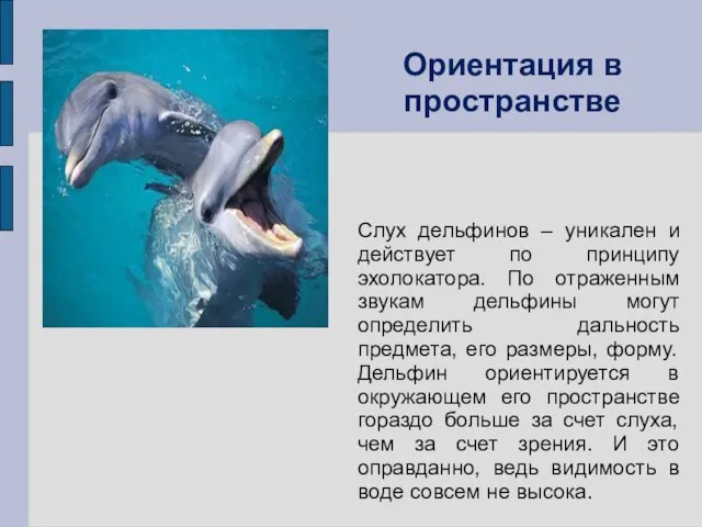 Слух дельфинов – уникален и действует по принципу эхолокатора. По отраженным звукам