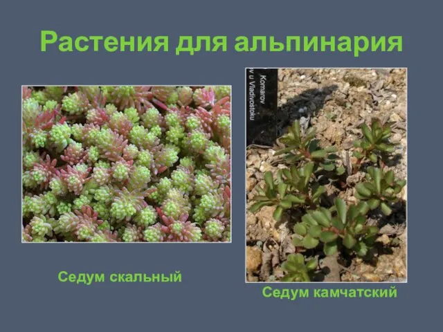 Растения для альпинария Седум скальный Седум камчатский