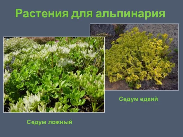 Растения для альпинария Седум ложный Седум едкий
