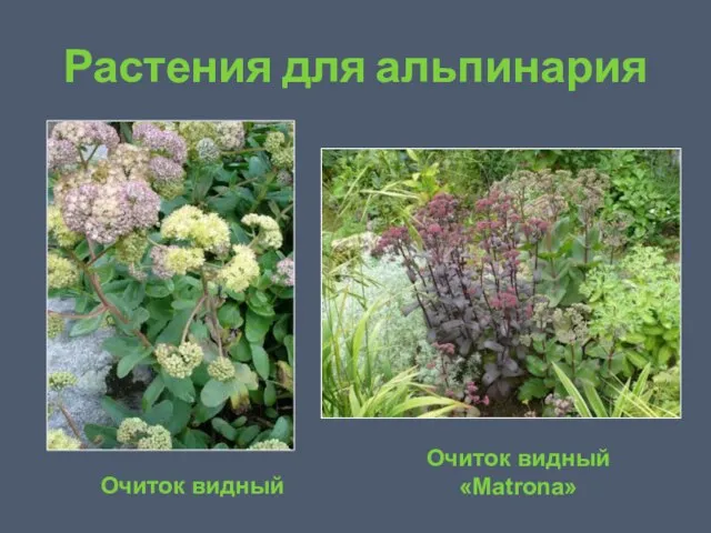 Растения для альпинария Очиток видный Очиток видный «Matrona»