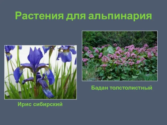 Растения для альпинария Ирис сибирский Бадан толстолистный