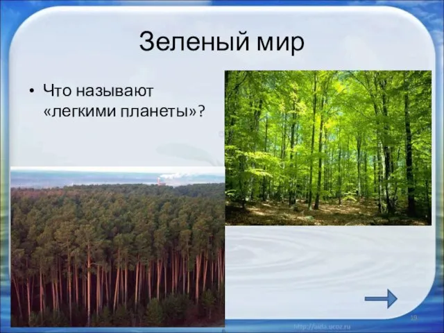 Зеленый мир Что называют «легкими планеты»? *