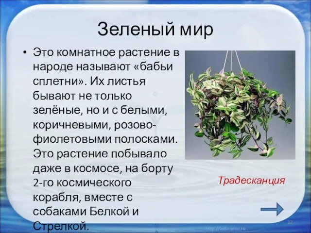 Зеленый мир Это комнатное растение в народе называют «бабьи сплетни». Их листья