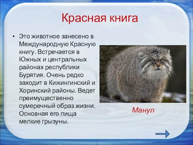 Красная книга Это животное занесено в Международную Красную книгу. Встречается в Южных