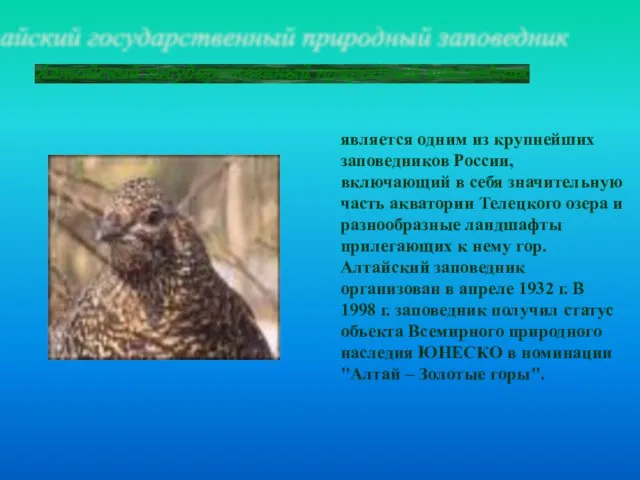 Алтайский государственный природный заповедник является одним из крупнейших заповедников России, включающий в