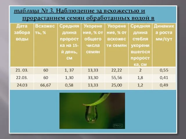 таблица № 3. Наблюдение за всхожестью и прорастанием семян обработанных водой в