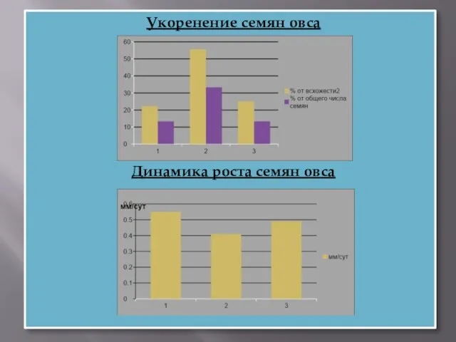 Укоренение семян овса Динамика роста семян овса