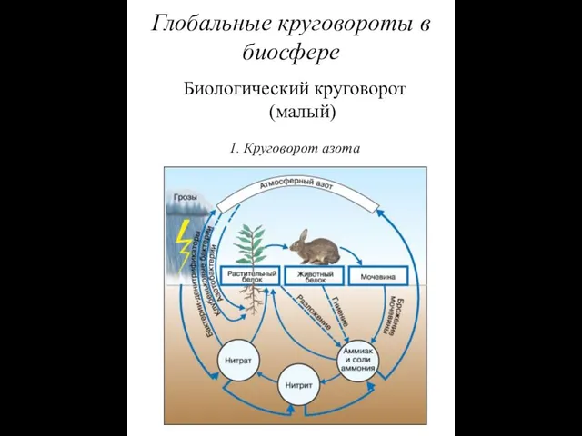 1. Круговорот азота Глобальные круговороты в биосфере Биологический круговорот (малый)