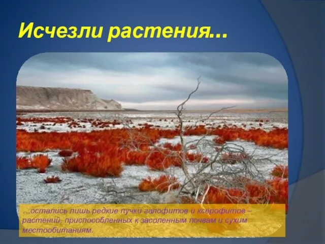 Исчезли растения… …остались лишь редкие пучки галофитов и ксерофитов – растений, приспособленных