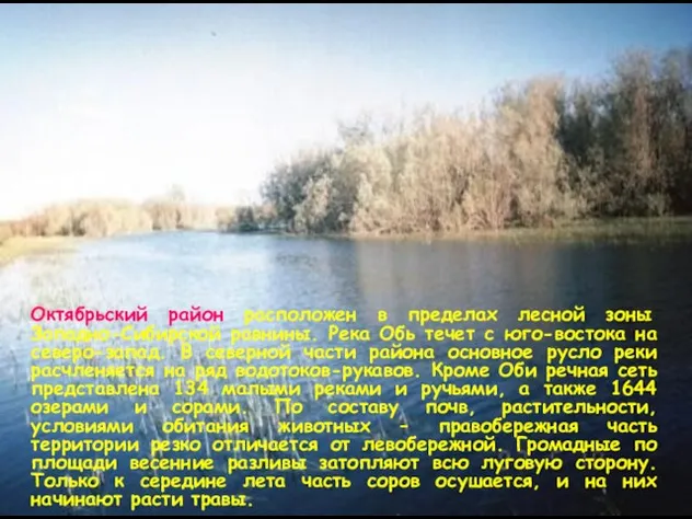 Октябрьский район расположен в пределах лесной зоны Западно-Сибирской равнины. Река Обь течет