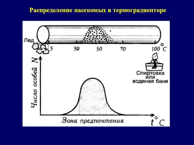 Распределение насекомых в термоградиенторе