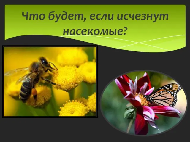 Что будет, если исчезнут насекомые?