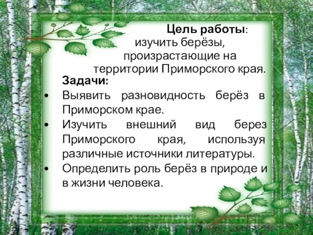 Цель работы: изучить берёзы, произрастающие на территории Приморского края. Задачи: Выявить разновидность