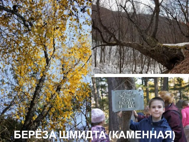 БЕРЁЗА ШМИДТА (КАМЕННАЯ)