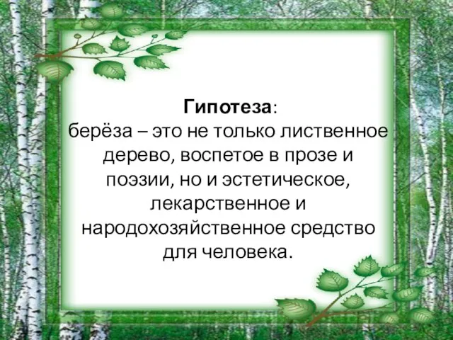 Гипотеза: берёза – это не только лиственное дерево, воспетое в прозе и