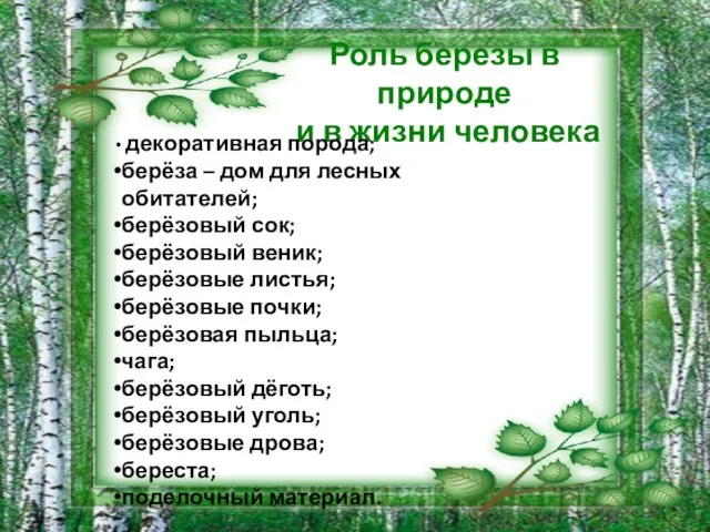 Роль березы в природе и в жизни человека декоративная порода; берёза –