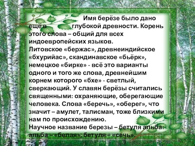 Имя берёзе было дано ещё в глубокой древности. Корень этого слова –