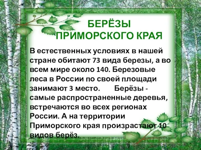 В естественных условиях в нашей стране обитают 73 вида березы, а во