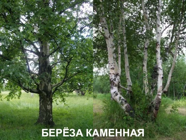 БЕРЁЗА КАМЕННАЯ