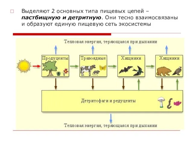 Выделяют 2 основных типа пищевых цепей – пастбищную и детритную. Они тесно