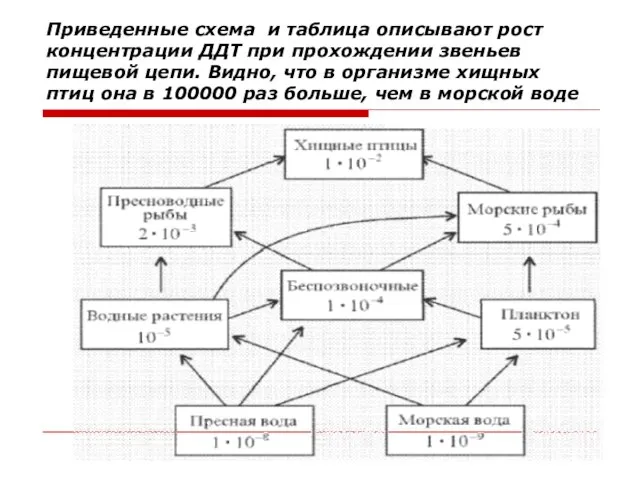 Приведенные схема и таблица описывают рост концентрации ДДТ при прохождении звеньев пищевой