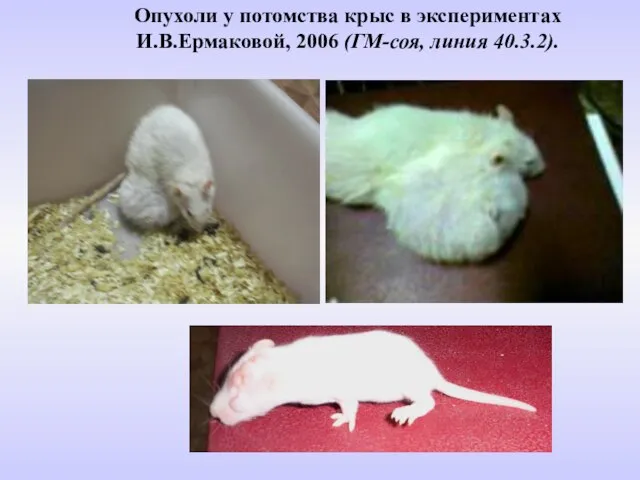 Опухоли у потомства крыс в экспериментах И.В.Ермаковой, 2006 (ГМ-соя, линия 40.3.2).