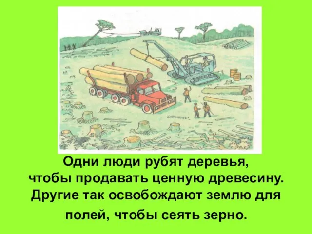 Одни люди рубят деревья, чтобы продавать ценную древесину. Другие так освобождают землю