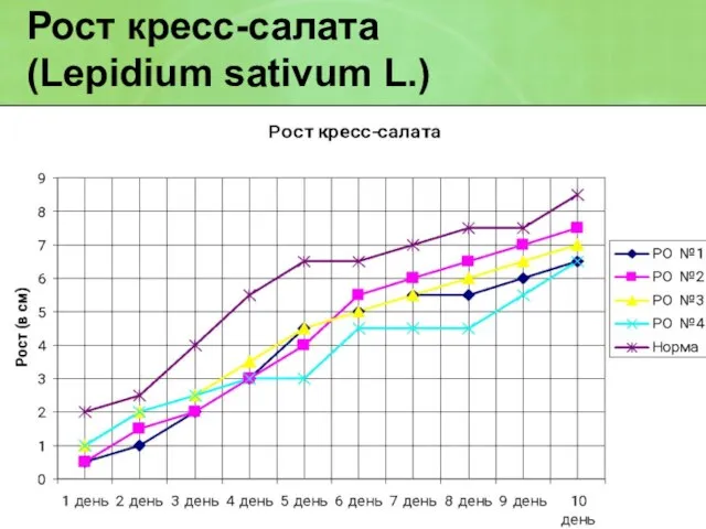 Рост кресс-салата (Lepidium sativum L.)