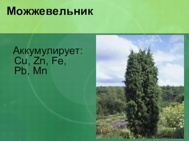 Можжевельник Аккумулирует: Cu, Zn, Fe, Pb, Mn