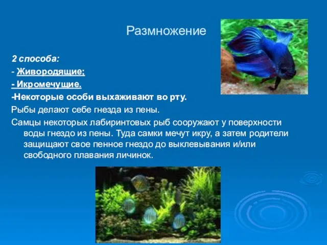 Размножение 2 способа: - Живородящие; - Икромечущие. -Некоторые особи выхаживают во рту.