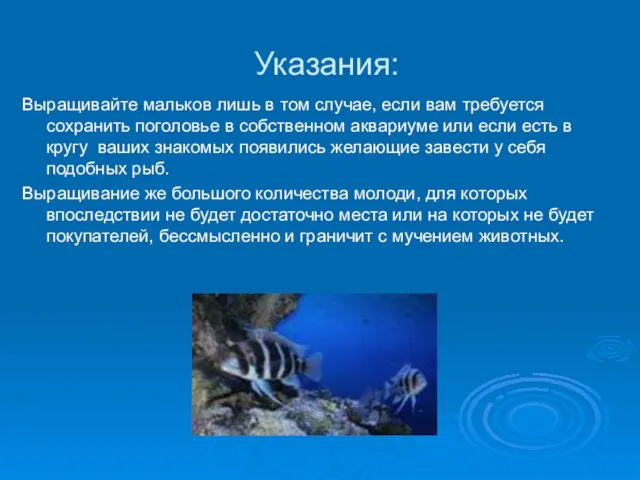 Указания: Выращивайте мальков лишь в том случае, если вам требуется сохранить поголовье